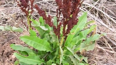 Explore 7 Benefits of Docks (Rumex) For Your Garden and Health